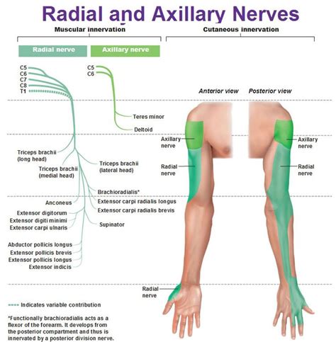 Peripheral Nervous System Spinal Nerves And Plexuses Physical