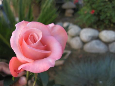 Fileunknown Pink Rose