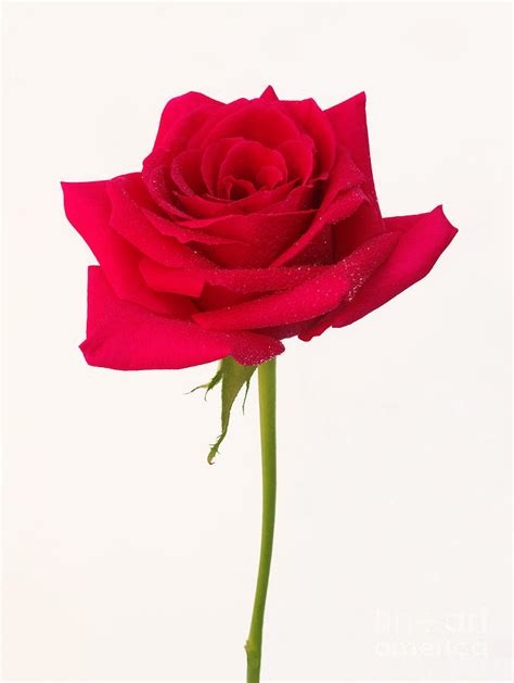 Single Red Rose Photograph By Rosemary Calvert Pixels