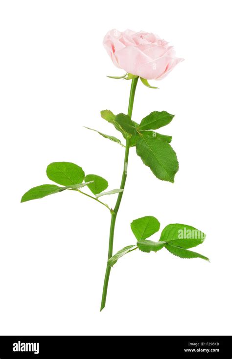 Single Pink Rose Flower Isolated On White Background Stock Photo Alamy