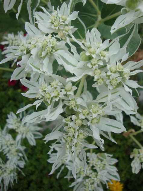Photo Of The Bloom Of Snow On The Mountain Euphorbia Marginata Posted