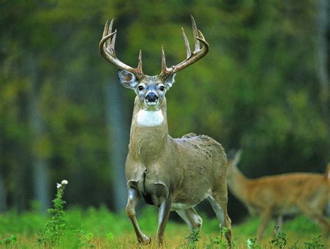 Ohio Deer Hunting Success Slumps Around Buckeye State This