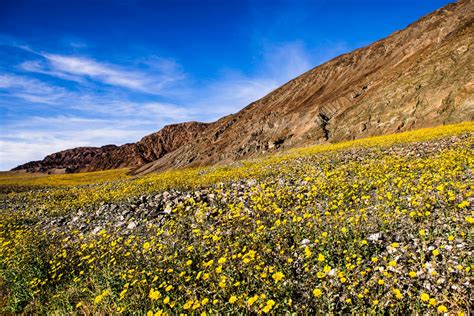 Fields of flowers are blooming in death valley national park, and park ranger alan van valkenburg says they are the first signs of a rare 'super bloom.' death valley's usually barren landscape is springing to life in a rare display of green stalks, purple blossoms and field after field of yellow flowers. Best Time to See Death Valley Super Bloom 2020 - When to ...