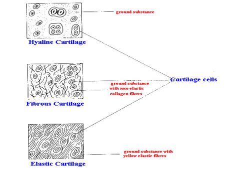 Supportive Connective Tissue Cartilage And Bone Online Biology Notes