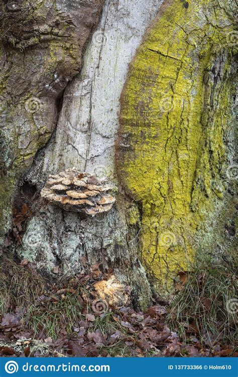 Lichen And Fungi On Ancient Oak In The Highlands Of Scotland Stock