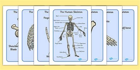 Human Skeleton Pictures With Names Display Posters Twinkl