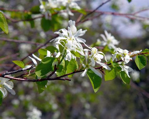 Buy Affordable Autumn Brilliance Apple Serviceberry Trees At Our
