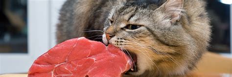 Are Cats Omnivores Diet Requirements Health And More