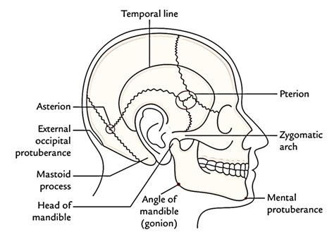 Mental Region Anatomy Anatomy Drawing Diagram