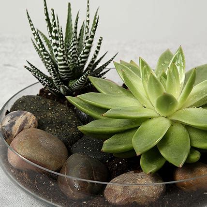 Stay in touch with us and get the first scoop on all our online promotional offers and event invites when you sign up! Online Green Echeveria and Haworthia with Natural Stones ...