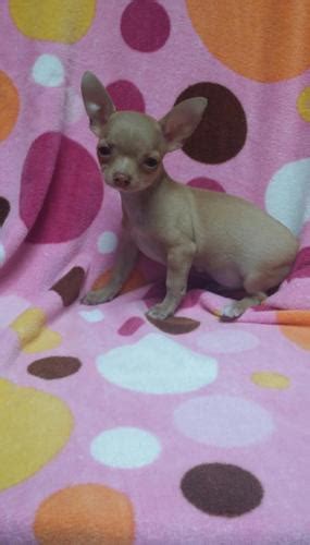 Ckc Registered Teacup Male Chihuahua Puppy For Sale In Bakers Summit