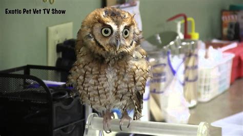 These figures are given to the indeed users for the purpose of generalized comparison only. Cool Screech Owl Noise - Exotic Pet Vet - YouTube