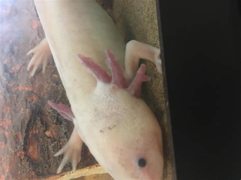 First Axolotl Need Help With Basics And Behavior Page 2 Caudata