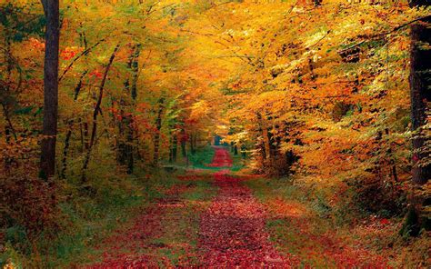 Veel Rode Herfstbladeren Op De Weg Mooie Leuke Achtergronden Voor Je