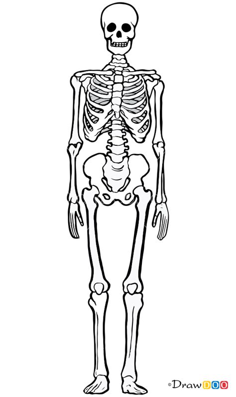 How To Draw A Skelton Diagram Of Human Skeleton Clip Art Library My