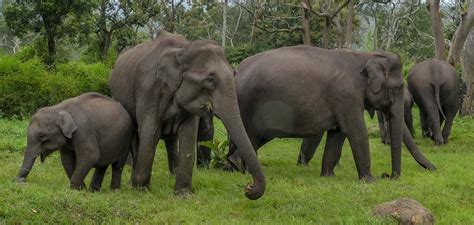 Asian Elephants Have Distinct Personalities Similar To Ours