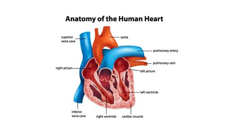 Filediagram Of The Human Heart Valves Improved Svg Wi