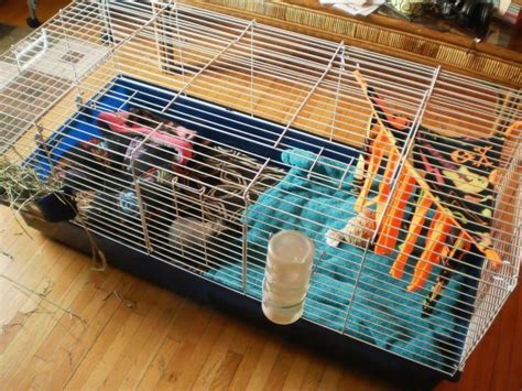 Pin On Guinea Pigs And Cages