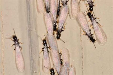 Subterranean Termite Identification Control And Treatment Mccall