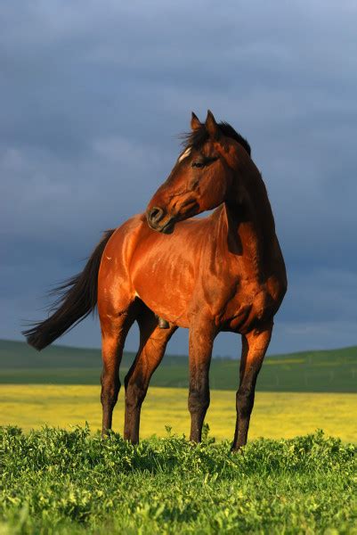 Years of selective breeding has made these five famous lines have distinct characters and traits. Beautiful brown arabian horse running gallop on pasture ...