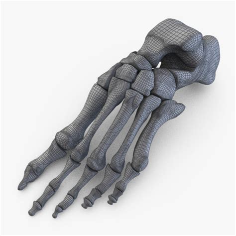 Human Bone Foot 3d Model