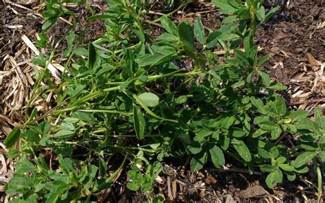 Fenugreek (trigonella foenum graecum) is a seed product from the legume family that is commonly sold, since the dried, ripe seed and treatment. Growing Fenugreek: Plant Varieties, How-to Guide, Problems ...