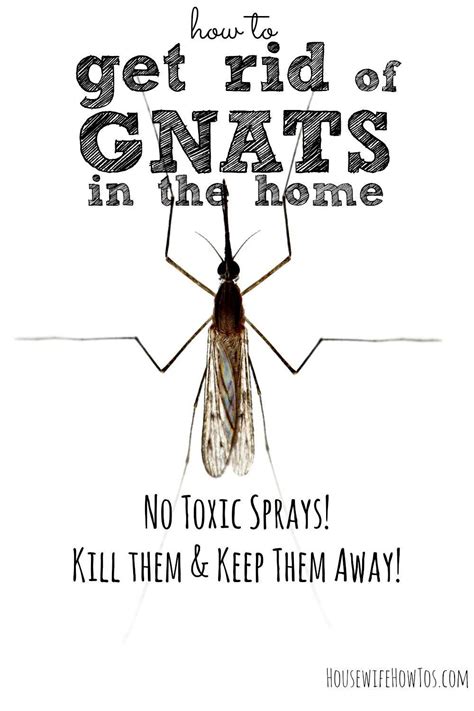 Get Rid Of Gnats In Your Home And Keep Them Away For Good How To Get