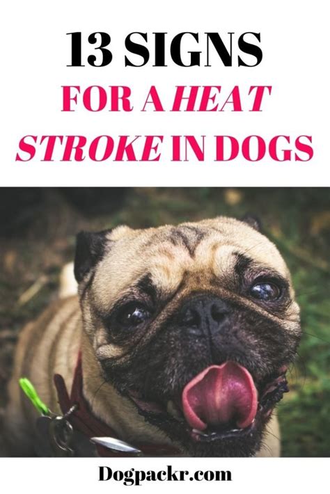 13 Signs And Symptoms For A Heat Stroke In Dogs Dogpackr