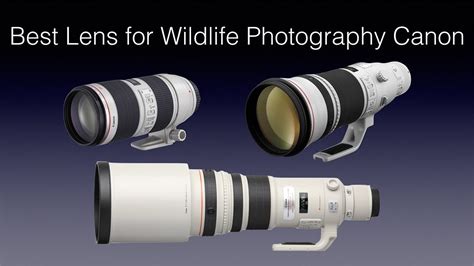 Best Lens For Wildlife Photography Canon Youtube