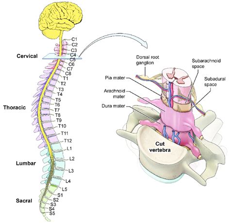Anatomy Of The Spinal Cord Download Scientific Diagram
