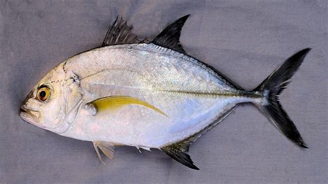 Moreover, the same fish, even though in the same language, can be known by a different. Bluefin Trevally | Mexico - Fish, Marine Life, Birds and ...