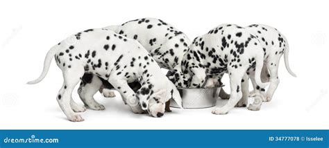 Group Of Dalmatian Puppies Eating All Together Isolated Stock Photo
