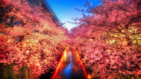 You will definitely choose from a huge number of pictures that option that will suit you exactly! Japan Cherry Blossom Wallpapers - Top Free Japan Cherry Blossom Backgrounds - WallpaperAccess