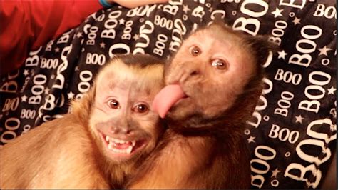 Capuchin Monkeys Love And Excited Cute Monkey Video Youtube