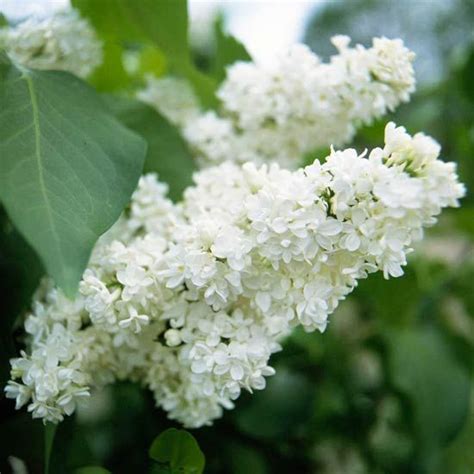 We did not find results for: The 25+ best Flowering shrubs ideas on Pinterest ...
