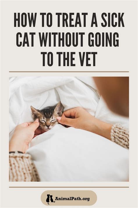 How To Treat A Sick Cat Without Going To The Vet Artofit