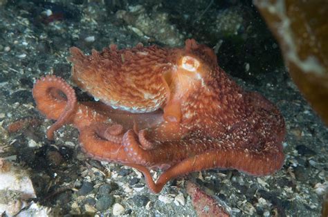 8 Largest Octopus Species In The World