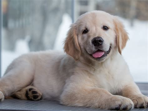 Desktop Wallpaper Golden Retriever Puppy Cute Dog Animal