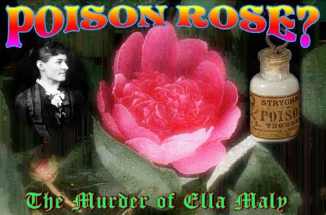 History And Politics By Dennis A Wilson Poison Rose