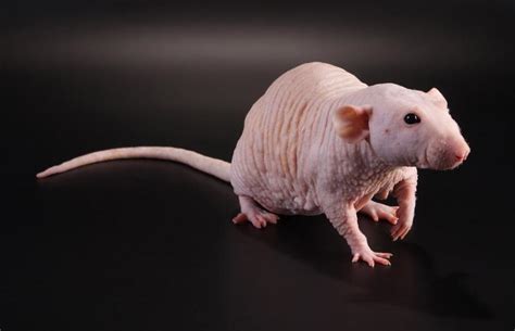 Hairless Pet Rat Facts Lifespan And Care Guide Lovetoknow Pets