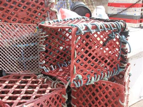 There are 12 traps in a bundle. A DIY Crab/Lobster pot.