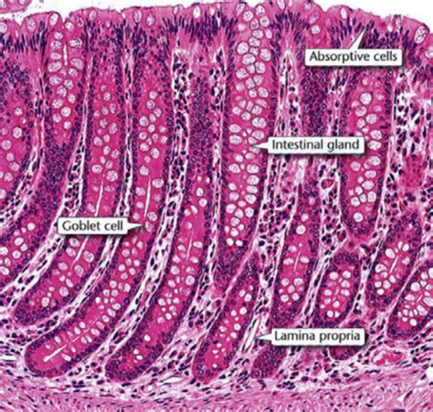Large Intestine Histology Flashcards Quizlet
