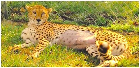Vets Think Pregnant Cheetah Is Too Unhealthy For Labor So They Rush In