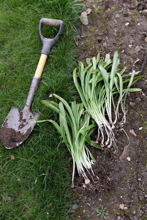 How To Plant Bulbs In A Lawn — Victoria Wade