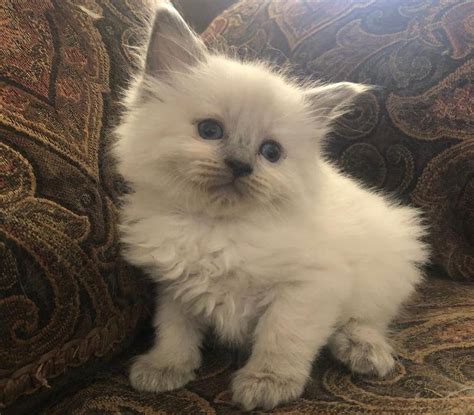 Beautiful Ragdoll Kittens For Sale Adoption From Sunshine Nevada