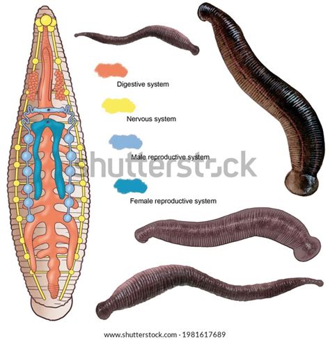 Annelida Diagram