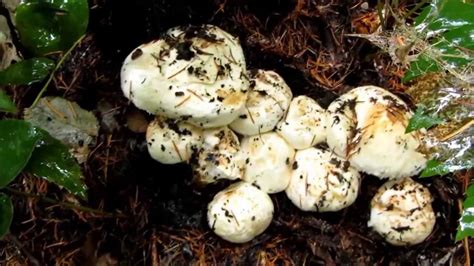 Wild Matsutake Mushroom Foraging In The Pacific Northwest
