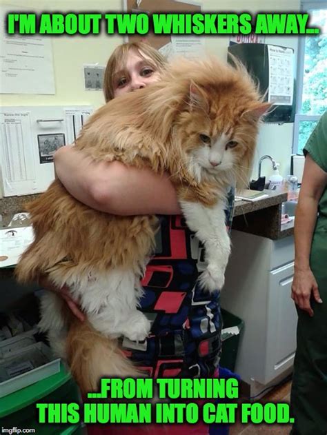 Maine Coon Monster Kitty Is Not A Happy Camper Imgflip