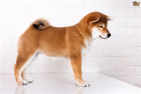 Japanese Shiba Inu Dog Breed Facts Highlights And Buying