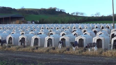 For our collection of some of malaysia's finest agritourism farm stays & leisure farm resorts, all with instant online booking; Shocking Images Leaked From Calf Battery Farm In Dorset ...